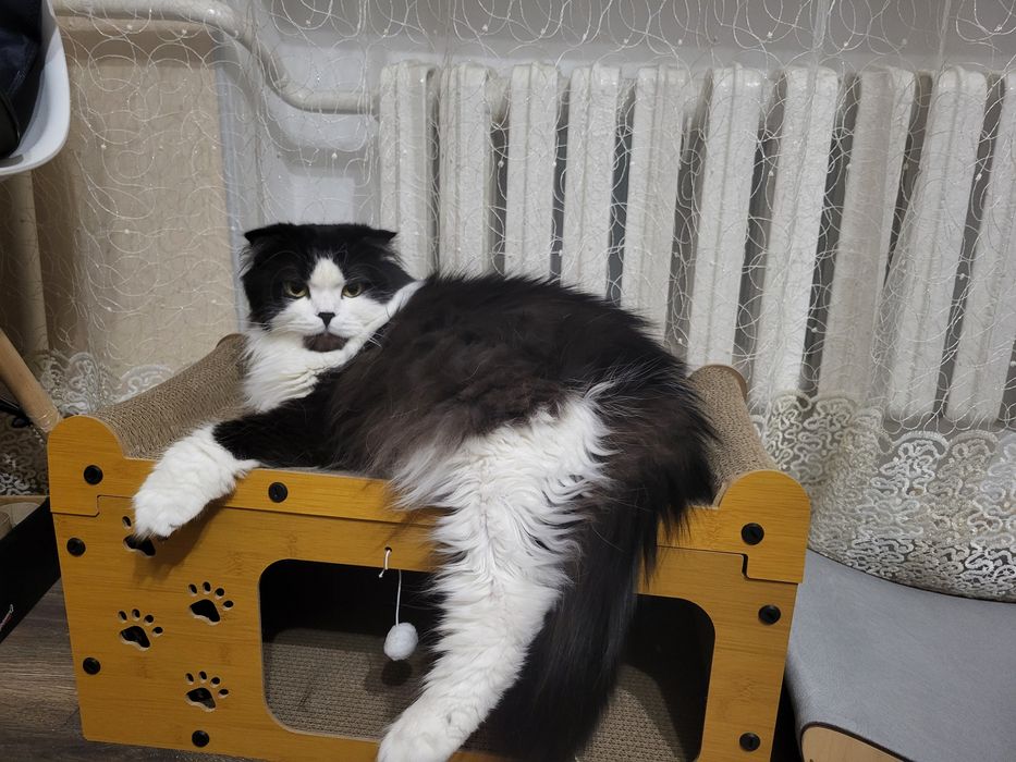 Шерсть кота, підшерсть, кошачья шерсть, подшерсток