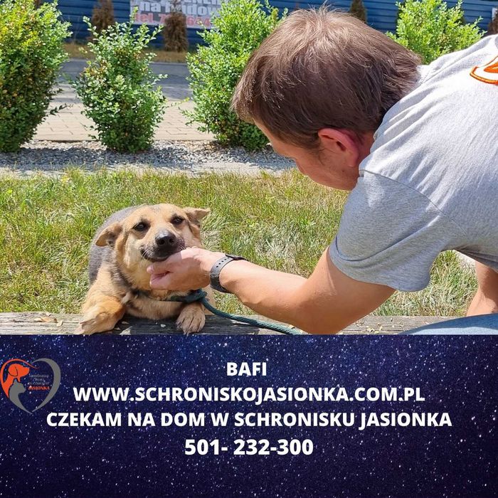 BAFI do adopcji – Schronisko Jasionka