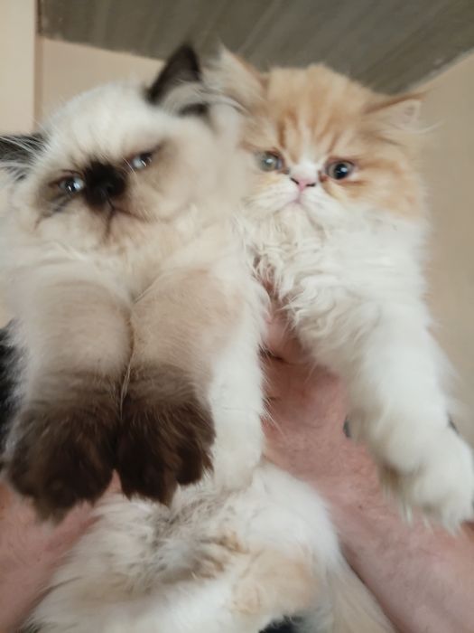 Персидские котята