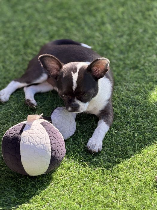 Chihuahua sunia Dodi krótkowłosa pieknosc