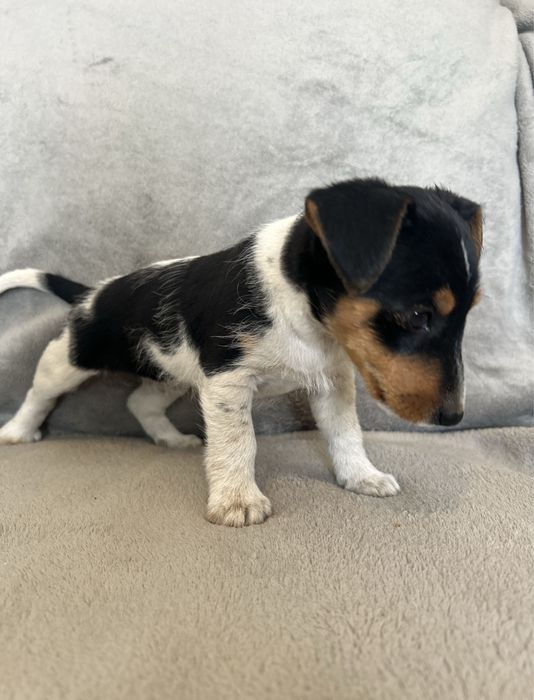 Jack Russell terrier