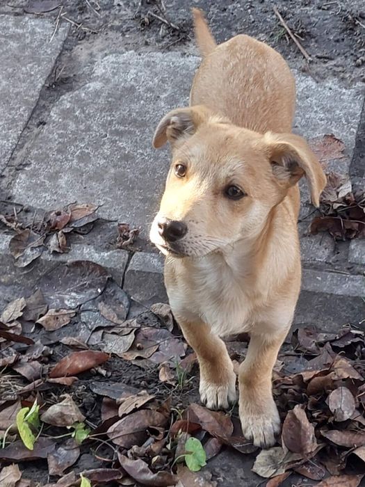 В добрі руки собачат 4 місяці