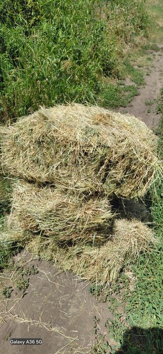 Продам сіно лугова разнатравіе