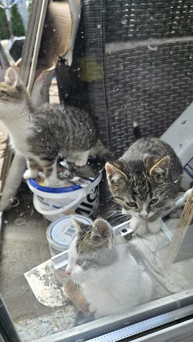 Oddam kotki 3 miesięczne