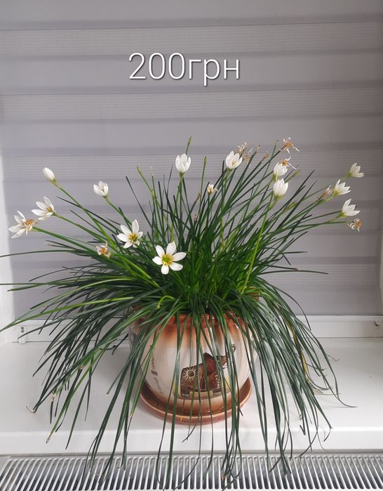 Суперціна!!! Вазони, продаж без ринок