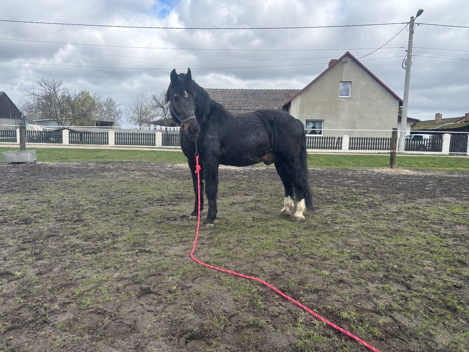 Ogier slaski MONTREAL