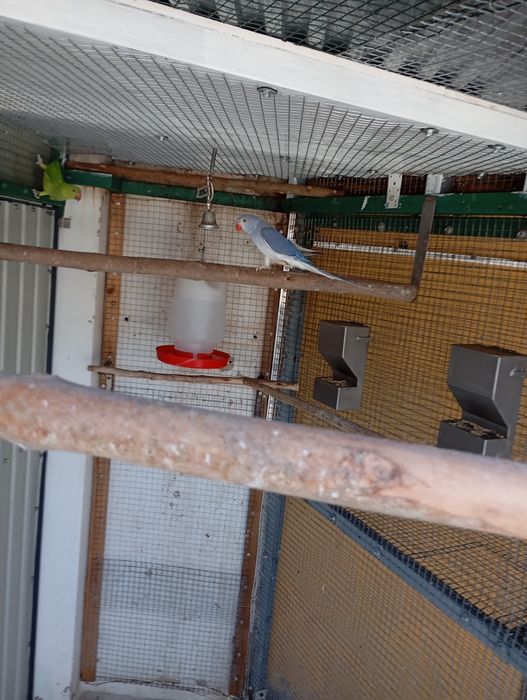 Due to lack of space to form additional pairs, I have these beautiful birds available for adoption at a reduced price.