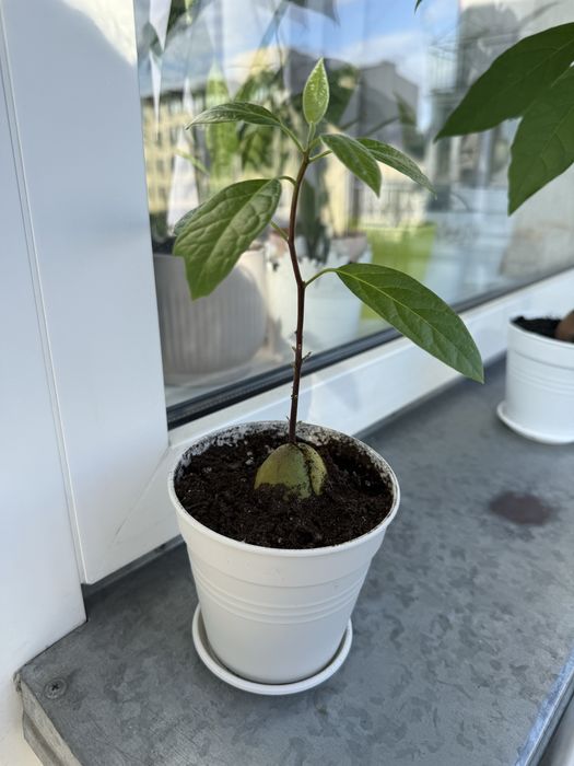 Вазонок. Дерево авокадо