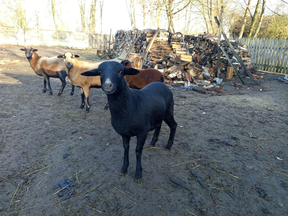 Owca kameruńska czarna