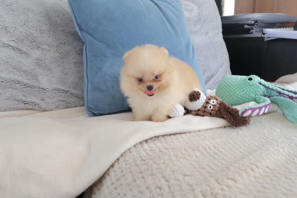 Lulu da Pomerânia. Ursinho com Lop e Afixo.  Super mini Perfeito!