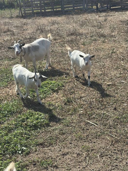 Vendo cabras anas prenhas