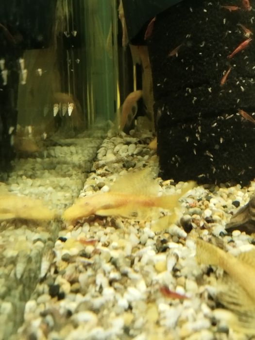 Zbrojniki albino glonojad dorosłe