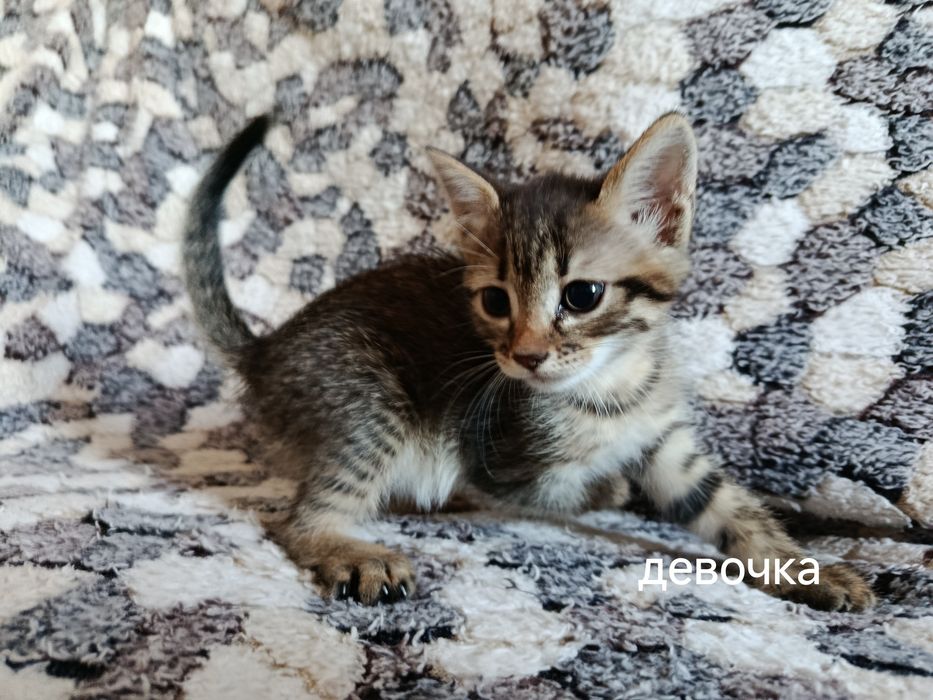 Віддам кошенят у добрі руки