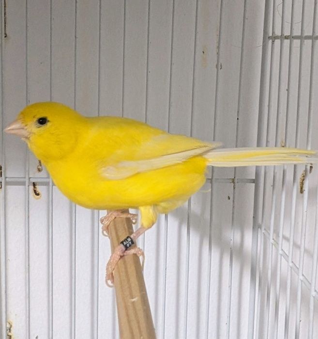 Canária fêmea lipocromo amarelo nevado