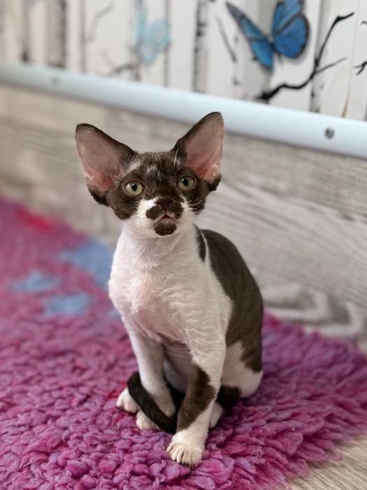 Kotka Devon Rex - Oshi