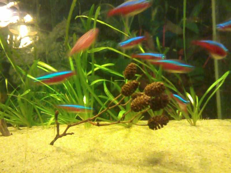 Nurzaniec sprzedam lub zamienię się na rybki