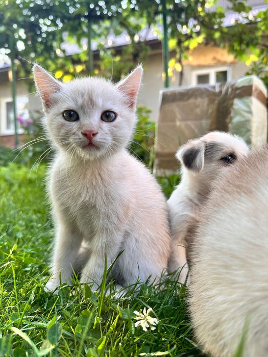 Віддам цуценят і кошенят у добрі руки | Безкоштовно