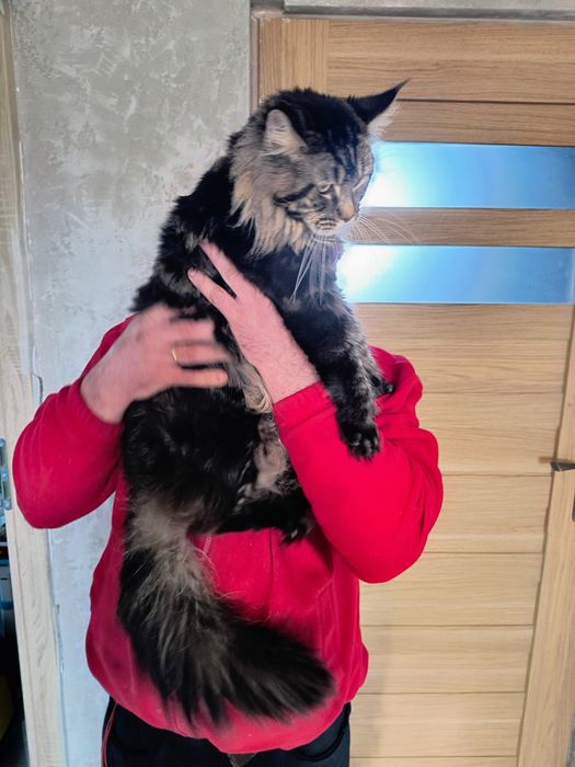 Śliczna czarna kotka Maine Coon – z rodowodem, sterylizacja (na kolanka)