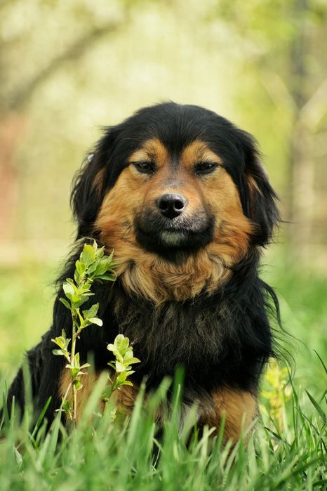 Piękny samczyk szuka nowej rodziny