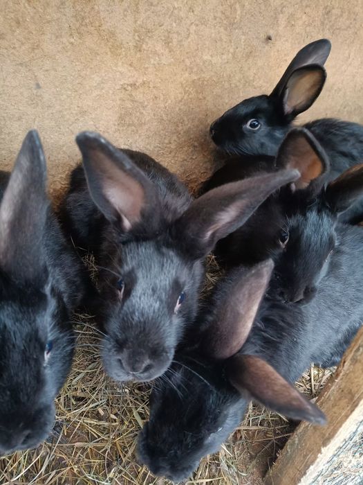 Króliki młode odsadki po dużych rodzicach