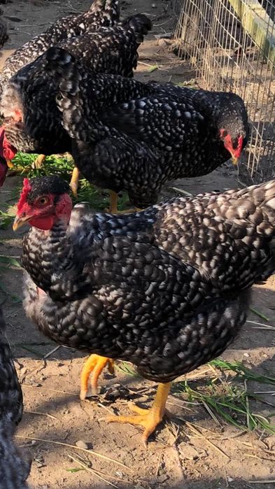 Tenho para venda casal de pedres portuguesa com 1 ano em pustura!Macho sebright dourado
