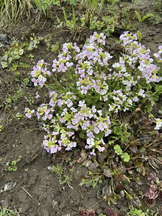 Арабіс, примула, аліссум
