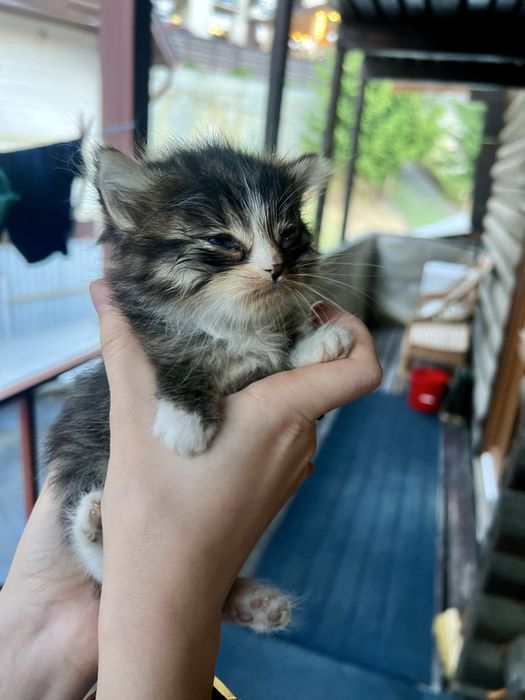 Віддам в дар кошеня