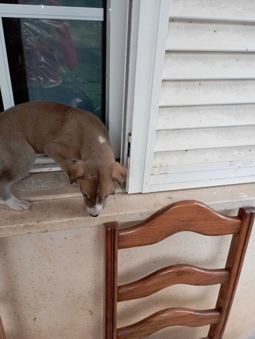 Cães filhotes para adoção