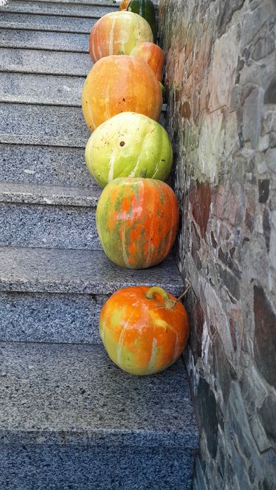 Cabaças boas para doce e rabecos