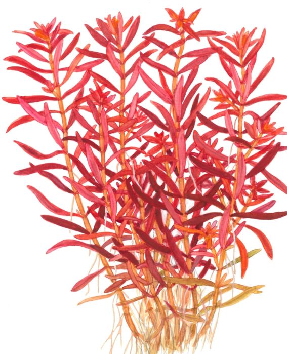 Rotala rotundifolia Blood Red 10PLN za 5szt