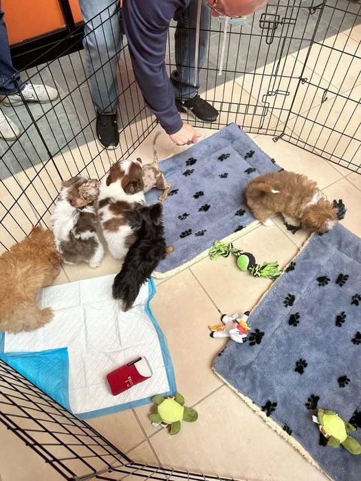 Клітка манеж с дверкой 180х60х76 см клетка для собак кошек щенков