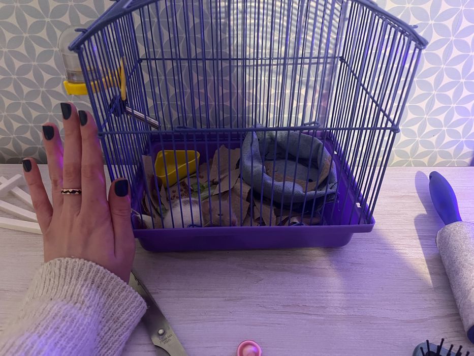 Крыса мальчик, клетка для грызунов