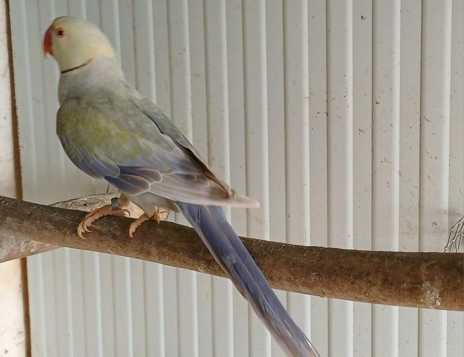 Ring neck violeta turquesa palido