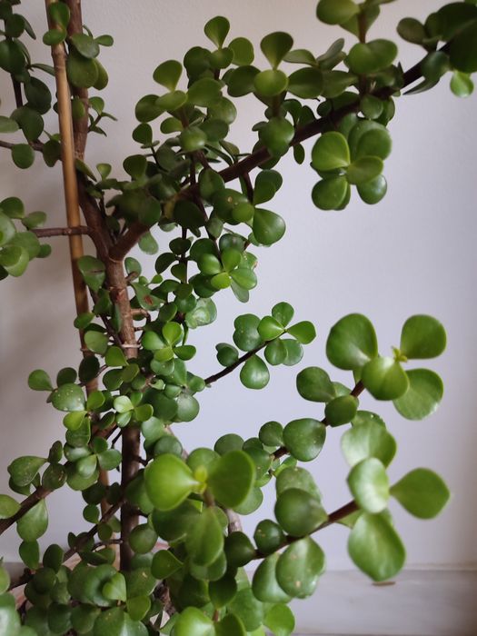 Planta portucalaria africana