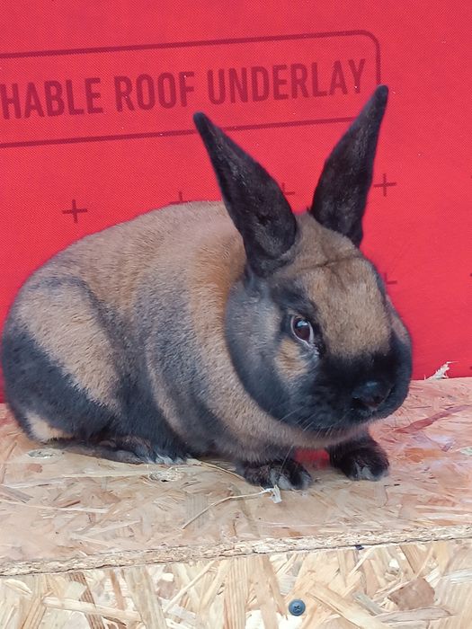 Sprzedam króliki różne