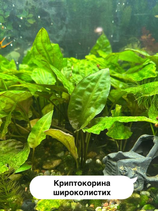 Водорості, спіральна валіснерія, роголистник