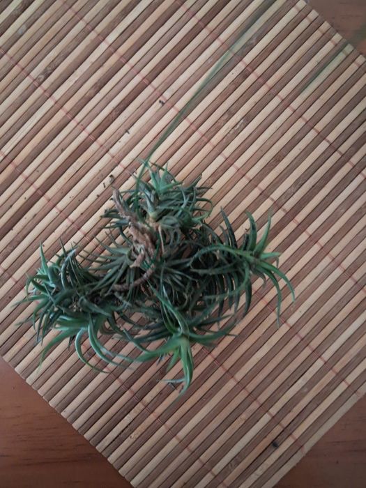 Planta do Ar - Tillandsias