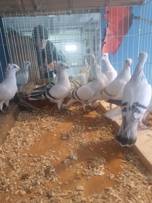 Sprzedam gołębie żałobniki