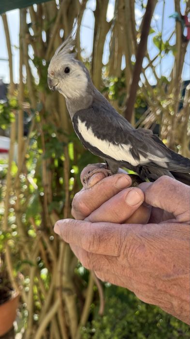 Caturras criadas à mão
