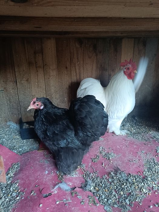 Casal de Pekin ou só o Galo