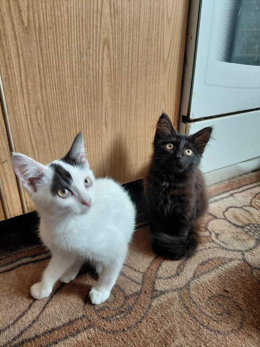 Чарівні дівчатка, 2 місяців в пошуках господаря