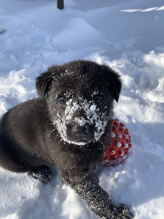 Пропоную  щеня німецькоі вівчарки (найкраще з виводку)