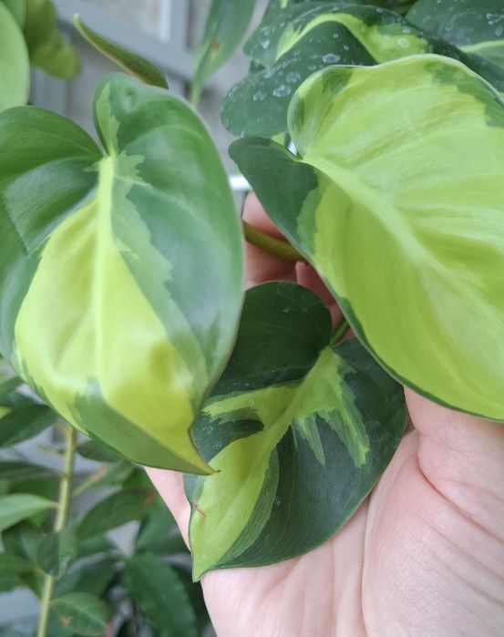 Епіпремнум Неон,Марбл Епл , Бразил.