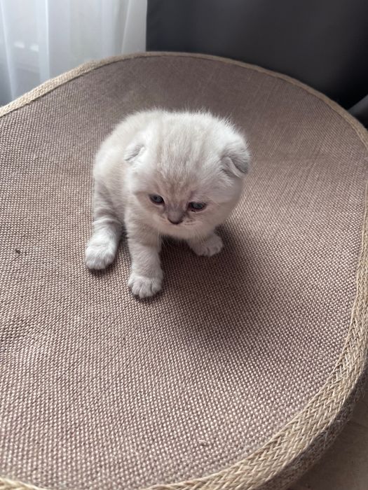 Шотландські висловухі кошенята котики