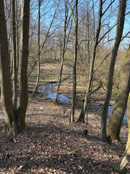 Ziemia rolna 2.5ha z dostępem do rzeki i lasu - Widok 4