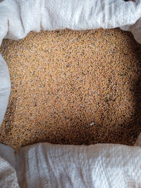 Gorczyca żółta 2022