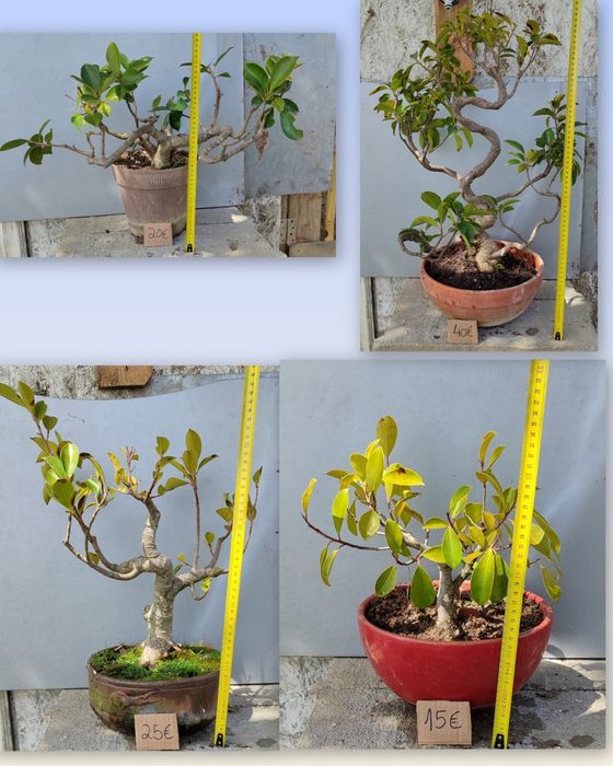 PROMOÇÃO Pré Bonsai ou árvores em vaso