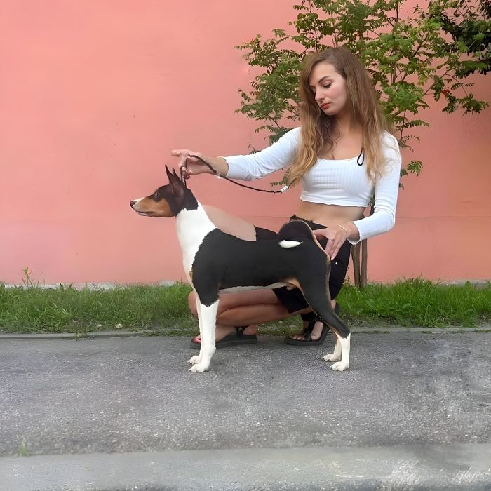 Щенок басенджи мальчик триколор