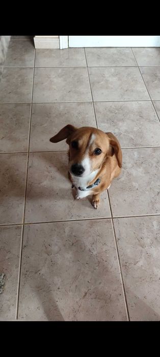 Adoção responsável