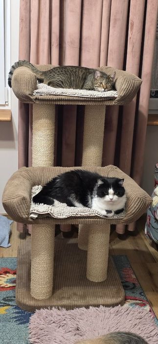 Podwójny drapak dla kota, dwa legowiska, XXL